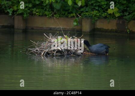 Ausgewachsener Eurasischer Ruß (Fulica atra), der Junge im Nest füttert Stockfoto