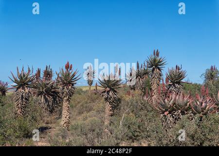 Kap Aloe, Bitter Aloe, Rote Aloe, Tap Aloe (Aloe ferox), Bontebok Nationalpark, Swellendam, Western Cape, Südafrika Stockfoto