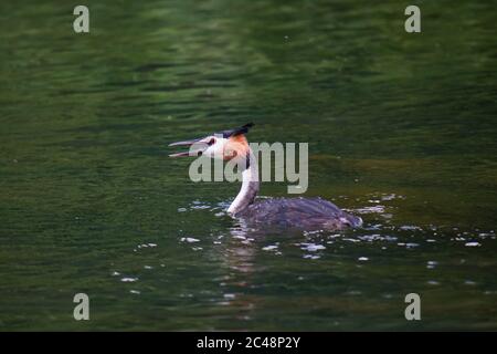 Der Haubenschwein (Podiceps cristatus) verschluckt einen Fisch Stockfoto