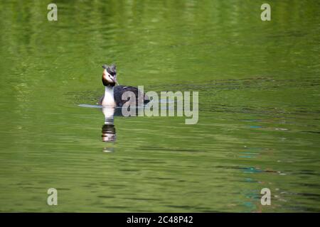 Große Haubenschweine (Podiceps cristatus) Schwimmen auf der Suche nach Nahrung Stockfoto