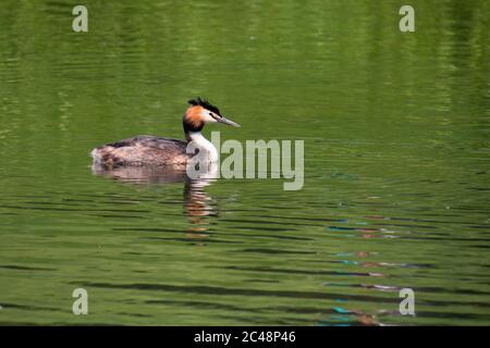 Große Haubenschweine (Podiceps cristatus) Schwimmen auf der Suche nach Nahrung Stockfoto