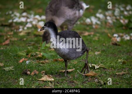 Juvenile Eurasische Ruß (Fulica atra) im Gras, mit grauer Gans im Hintergrund Stockfoto