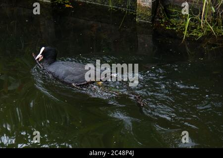 Erwachsener Eurasischer Ruß (Fulica atra) im Wasser, der einen Zweig zieht, um ein Nest zu bauen Stockfoto