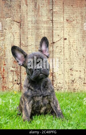 Ein entzückender Welpe braun und schwarz brindle Französisch Bulldog Hund, vor einem hölzernen Hintergrund, Composite-Foto Stockfoto
