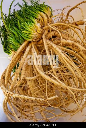 Geerntete und gewaschene Meerrettichwurzel Stockfoto