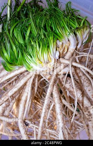 Geerntete und gewaschene Meerrettichwurzel Stockfoto