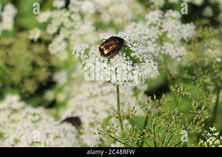 Goldener Käfer auf einer weißen Blume in der Mitte eines schönen grünen Blumenfeldes in österreich Stockfoto