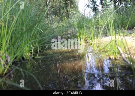 Kleine Pfütze inmitten eines Wanderweges umgeben von Gras in den österreichischen alpen Stockfoto