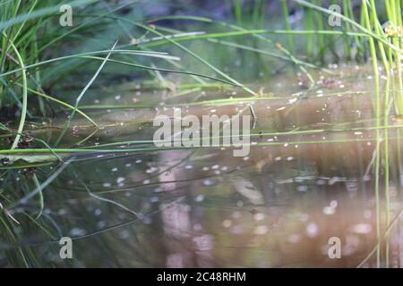 Kleine Pfütze inmitten eines Wanderweges umgeben von Gras in den österreichischen alpen Stockfoto