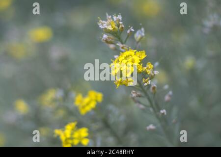 Aurinia - gelbe Blumen im Frühlingsgarten, Nahaufnahme Stockfoto