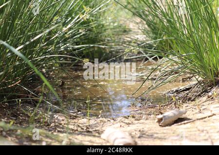 Kleine Pfütze inmitten eines Wanderweges umgeben von Gras in den österreichischen alpen Stockfoto