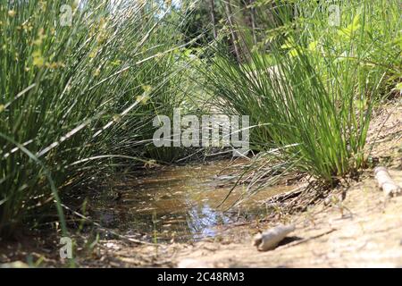 Kleine Pfütze inmitten eines Wanderweges umgeben von Gras in den österreichischen alpen Stockfoto