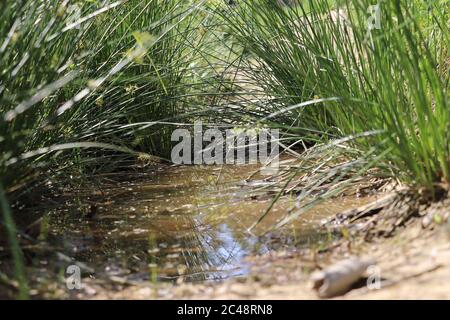 Kleine Pfütze inmitten eines Wanderweges umgeben von Gras in den österreichischen alpen Stockfoto