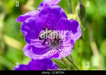 Hardy Geranium 'Nimbus' Biene auf Blume Stockfoto