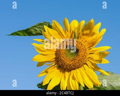 Blühende Sonnenblumen vor blauem Himmel Stockfoto