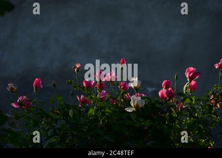 Ein schönes Nahaufnahme-Foto von Blumen. Stockfoto