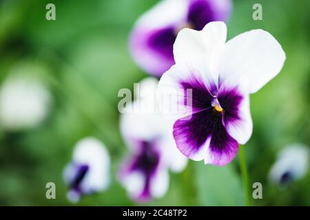 Nahaufnahme von bunten und lebendigen Blumen im Garten Stockfoto