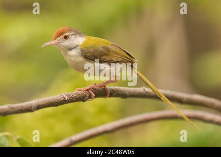 Gemeinsame (Orthotomus sutorius Tailorbird) Stockfoto