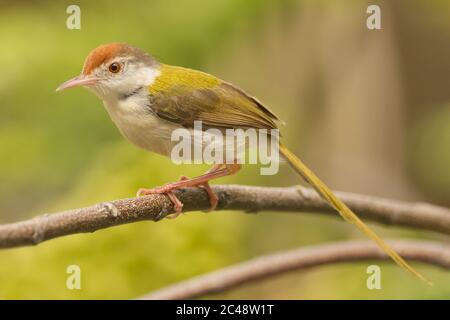 Gemeinsame (Orthotomus sutorius Tailorbird) Stockfoto