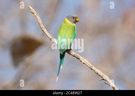 Weiblicher Plumkopfsittich (Psittacula cyanocephala) in Gujarat, Indien Stockfoto