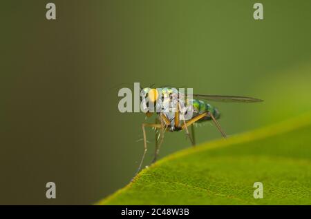 Langbeinfliege Stockfoto