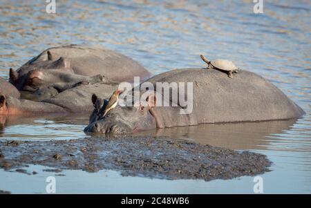 Ruhepol im Wasser mit einem Nilpferd, der wach aussieht, mit einem Rotschnabel-Ochspecht, der auf seinem Gesicht sitzt, und einer Schildkröte, die auf dem Rücken in Kruger sitzt Stockfoto