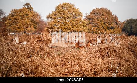 Rothirschherde ruhen auf trockenem Gras im Buschy Park in London Stockfoto