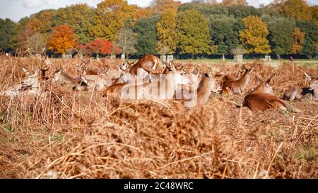 Rothirschherde ruhen auf trockenem Gras im Buschy Park in London Stockfoto