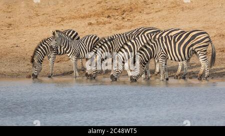 Eine Herde Zebras, die am Ufer in der Schlange steht und im späten Nachmittagslicht im Kruger Park Südafrika trinkt Stockfoto