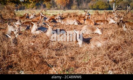 Rothirschherde ruhen auf trockenem Gras im Buschy Park in London Stockfoto