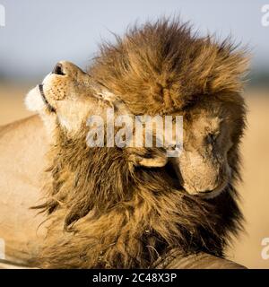 Zwei männliche Löwen mit großen Mägen begrüßen sich gegenseitig, indem sie sich in Masai Mara Kenia den Kopf reiben Stockfoto
