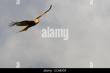 Roter Drachen, der aus nächster Nähe über dem Himmel fliegt Stockfoto