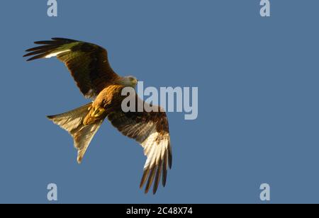 Roter Drachen, der aus nächster Nähe über dem Himmel fliegt Stockfoto