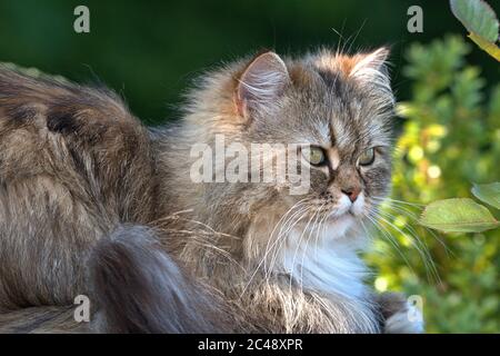 Brodersby, Deutschland. Juni 2020. 23.06.2020, Brodersby, Schleswig-Holstein, eine langhaarige Katze (persische Kreuzrasse) kann sie bei schönem Sommerwetter im Garten zu Hause genießen. Ordnung: Raubtiere (Carnivora), Unterordnung: Feline (Feliformia), Familie: Katzen (Felidae), Unterfamilie: Kleine Katzen (Felinae), Gattung: Echte Katzen (Felis), Art: Hauskatze Quelle: dpa/Alamy Live News Stockfoto