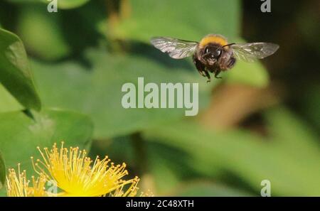 Magheralin, County Armagh, Nordirland. 25. Juni 2020. UK Wetter - ein warmer Start in den Tag mit Temperaturen um 23C Spitze, bevor Gewitter Rollen in diesem Abend. Eine glückliche Biene, eine Bumbiene (Bombus terrestris), die in der frühen Morgensonne Nektar sammelt und ein Lächeln auf dem Gesicht hat. Kredit: CAZIMB/Alamy Stockfoto