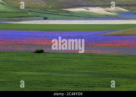 Blick auf den Pian Grande di Castelluccio di Norcia und seine Blüte Stockfoto