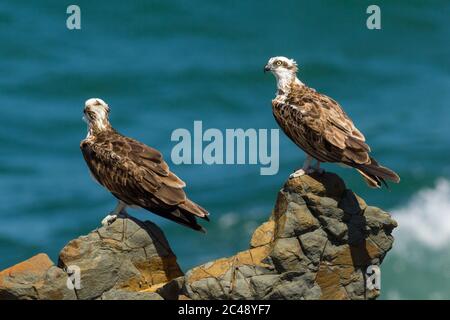 Ostadler (Pandion haliaetus) auf der Landzunge. Bogangar, NSW, Australien. Stockfoto