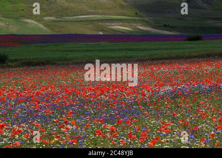 Blick auf den Pian Grande di Castelluccio di Norcia und seine Blüte Stockfoto