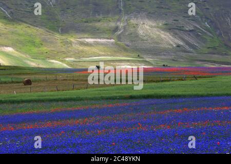 Blick auf den Pian Grande di Castelluccio di Norcia und seine Blüte Stockfoto