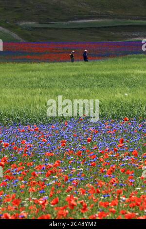 Blick auf den Pian Grande di Castelluccio di Norcia und seine Blüte Stockfoto