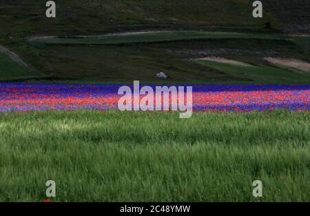 Blick auf den Pian Grande di Castelluccio di Norcia und seine Blüte Stockfoto