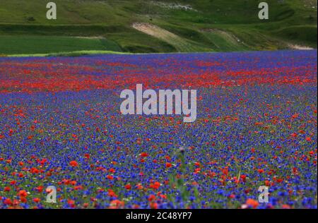 Blick auf den Pian Grande di Castelluccio di Norcia und seine Blüte Stockfoto