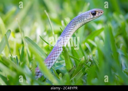 Gelbe Peitschenschlange (Demansia psammophis) auf dem Rasen. Bogangar, NSW, Australien. Stockfoto