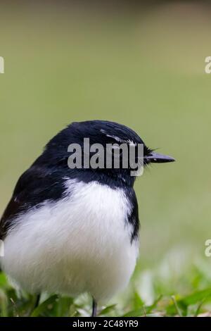 Willy-Bachstelze (Rhipidura leucophrys). Pottsville, NSW, Australien. Stockfoto