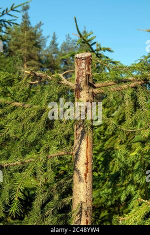 Frisch geschnittener junger Fichtenstamm mit fließendem Harz Stockfoto