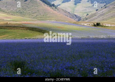 Blick auf den Pian Grande di Castelluccio di Norcia und seine Blüte Stockfoto