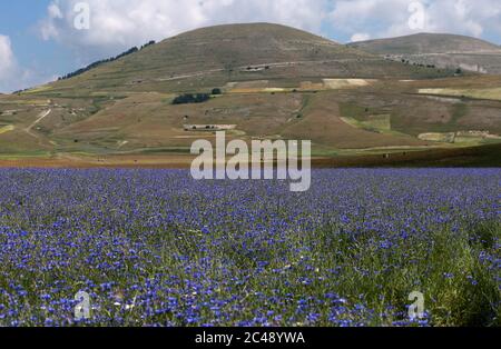 Blick auf den Pian Grande di Castelluccio di Norcia und seine Blüte Stockfoto