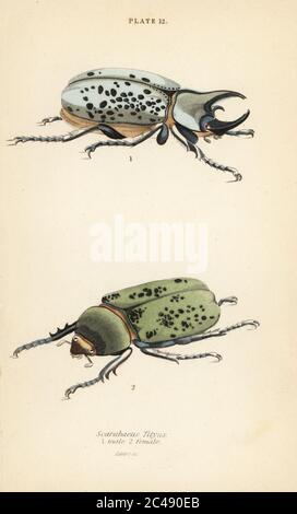 Östlicher Hercules Käfer, Dynastes tityus, männlich 1, weiblich 2. Scarabaeus tityus. Handkolorierter Stahlstich von William Lizars aus James Duncans Naturgeschichte der Käfer, in Sir William Jardine’s Naturalist’s Library, W.H, Lizars, Edinburgh, 1835. James Duncan war ein schottischer Zoologe und Entomologe 1804-1861. Stockfoto