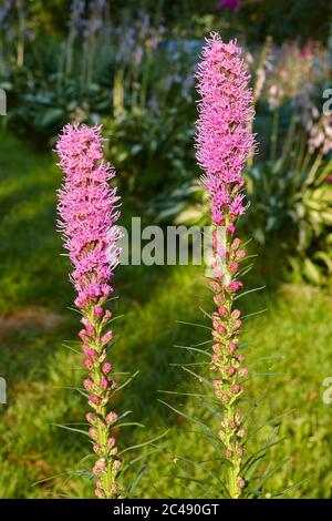 Nahaufnahme von zwei blühenden Spitzen von Liatris spicata 'Kobold' (gemeinhin Blazing Star), die im Garten wachsen. Kaluga Region, Russland. Stockfoto