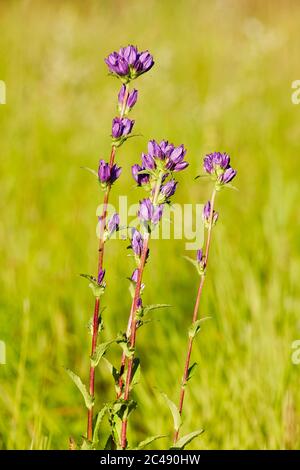 Drei Blütenspitzen wild wachsender Glockenblumen (Campanula glomerata) im Juni. Kaluga Region, Russland. Stockfoto